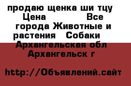 продаю щенка ши-тцу › Цена ­ 10 000 - Все города Животные и растения » Собаки   . Архангельская обл.,Архангельск г.